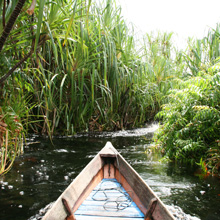 Carbon offsetting helps the environment, communities and Sun Life 